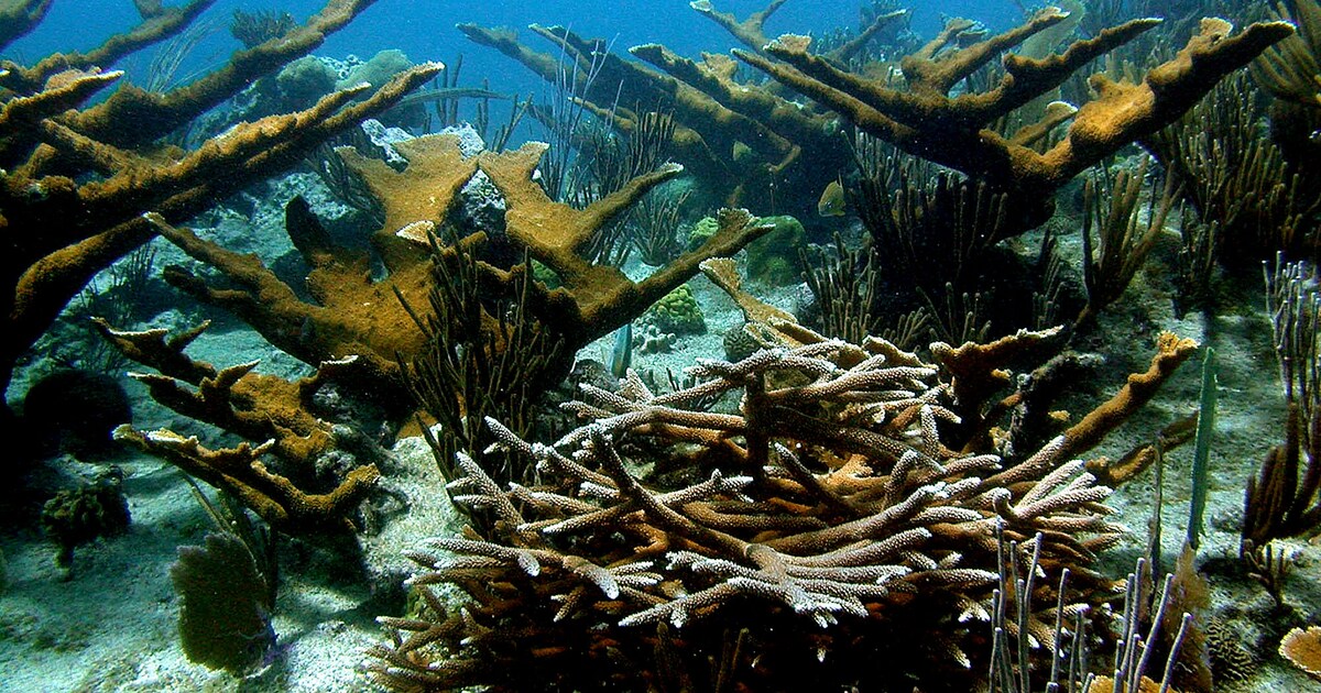 Zeepaardje in koraal